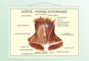Gâtul - vedere anterioară - 70x100