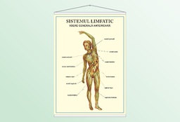 Sistemul limfatic - vedere anterioară - 50x70