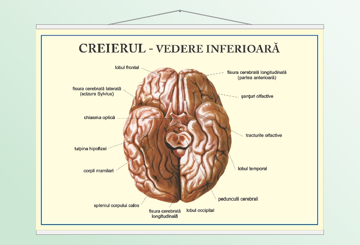 Creierul - vedere inferioară - 70x100