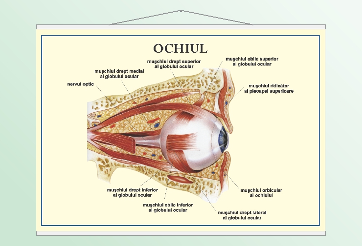 Ochiul - 70x100