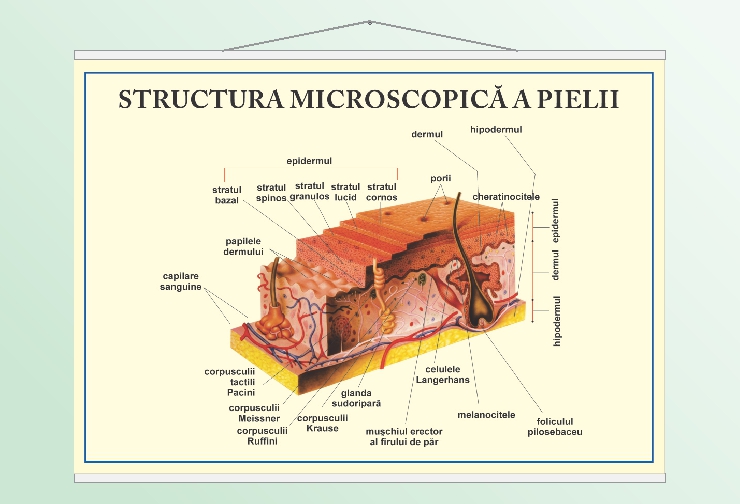 Structura pielii - 70x100