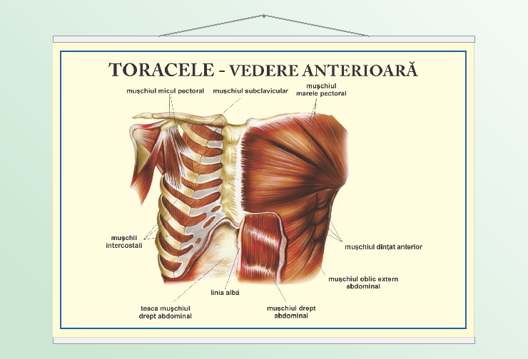 Toracele - vedere anterioară - 50x70