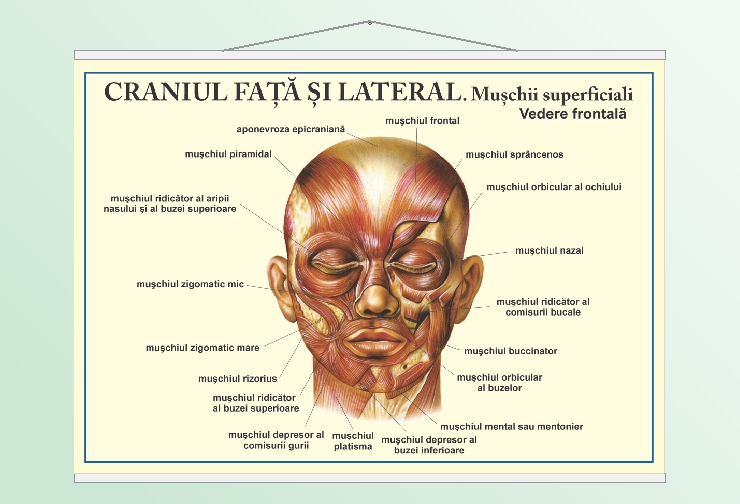 Craniul față și lateral - 70x100