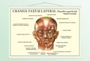 Craniul față și lateral - 70x100