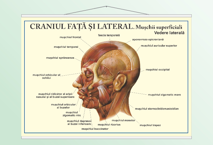 Craniul față și lateral - vedere laterală - 70x100