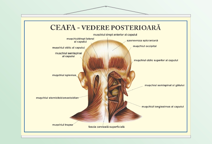 Ceafă - vedere posterioară - 70x100