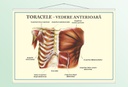 Toracele - vedere anterioară - 70x100