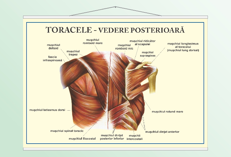 Toracele - vedere posterioară - 70x100