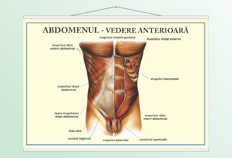 Abdomenul - vedere anterioară - 70x100