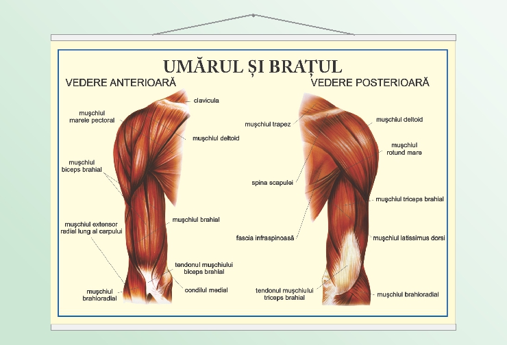 Umărul și brațul - 70x100