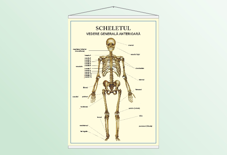 Scheletul - vedere anterioară - 50x70