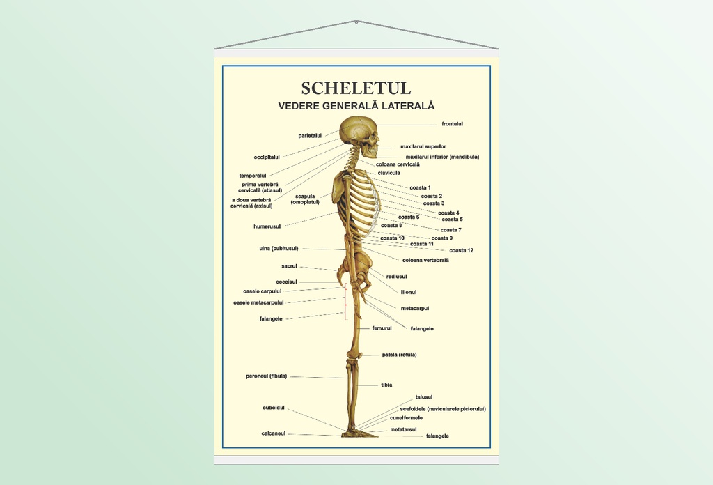 Scheletul - vedere laterală - 50x70