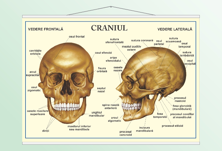 Craniul - 50x70