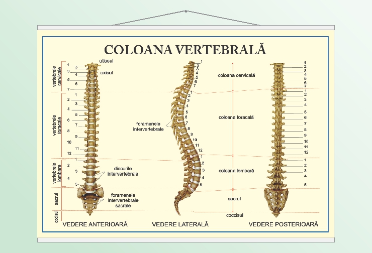 Coloana vertebrală - 50x70