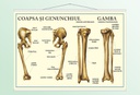 Coapsa, genunchiul, gamba - 50x70