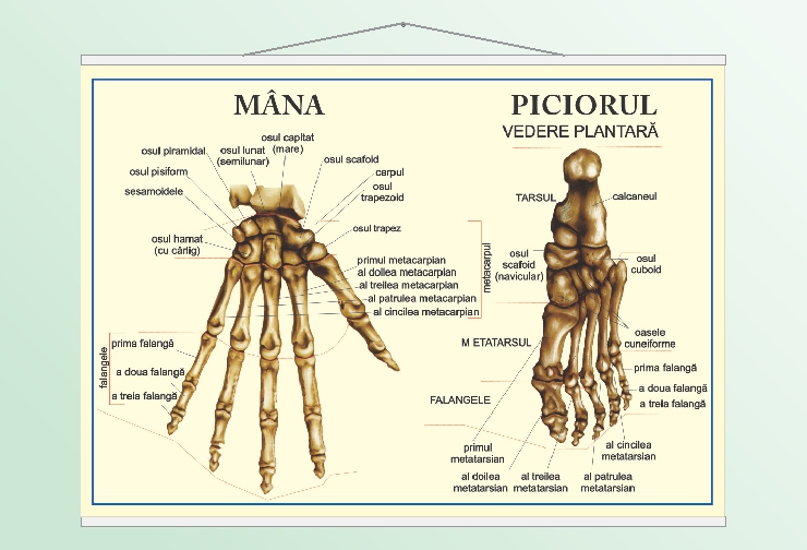 Mâna, piciorul - 50x70