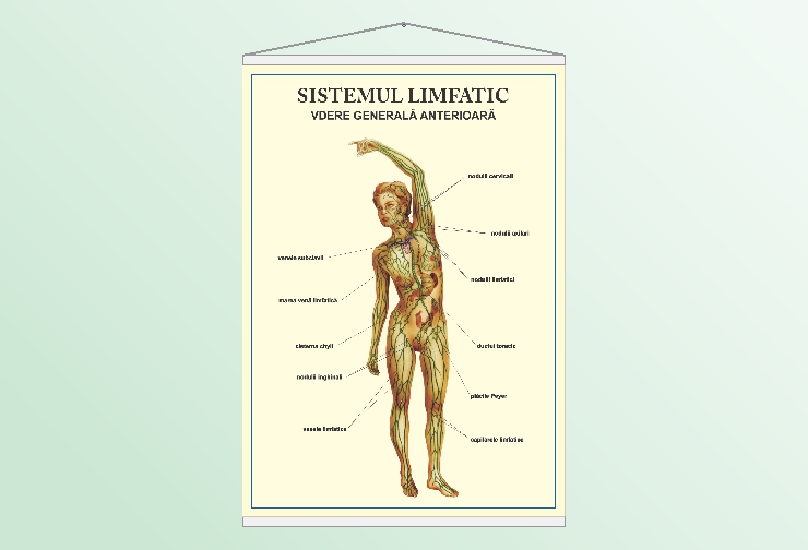 Sistemul limfatic - vedere anterioară - 50x70