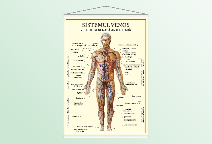 Sistemul venos - vedere anterioară - 70x100