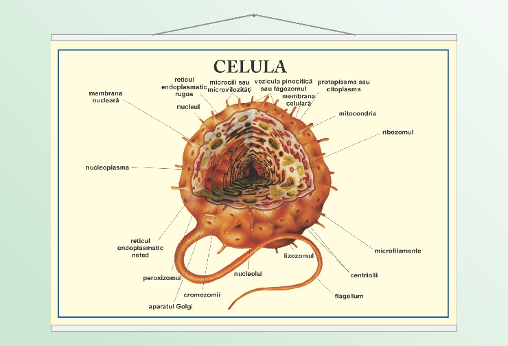 Celula - 70x100