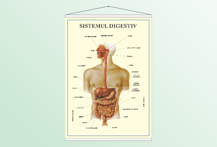 Sistemul digestiv - 50x70