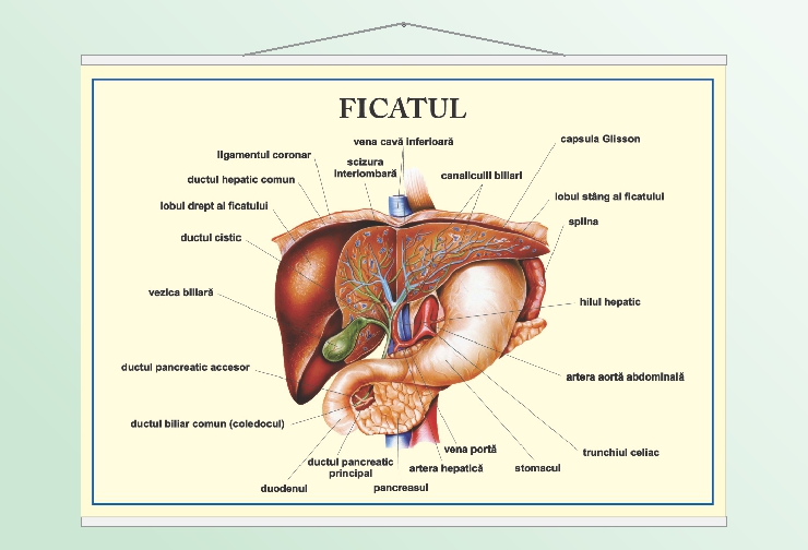 Ficatul - 50x70