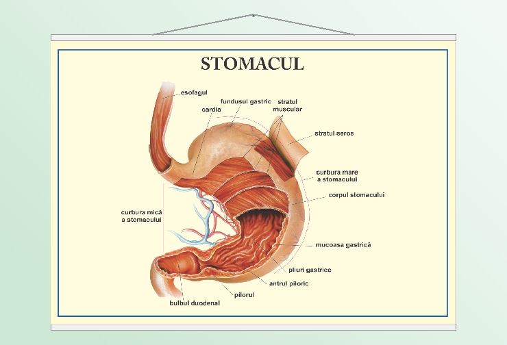 Stomacul - 50x70
