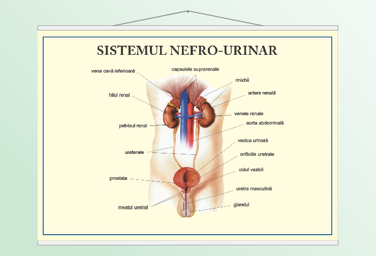 Sistemul nefro-urinar - 50x70