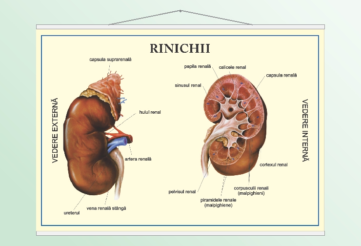 Rinichii - 50x70