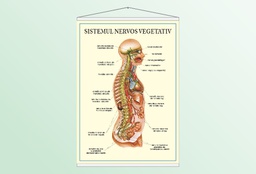 Sistemul nervos vegetativ - 70x100