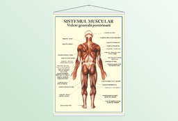 Sistemul muscular - vedere posterioară - 50x70