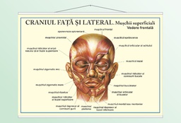 Craniul față și lateral - 50x70