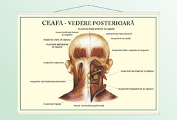 Ceafă - vedere posterioară - 50x70