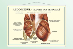 Abdomenul - vedere posterioară - 50x70