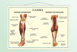 Gamba - vedere anterioară, posterioară - 50x70