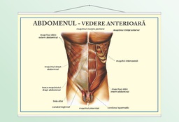 Abdomenul - vedere anterioară - 70x100