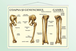 Coapsa, genunchiul, gamba - 70x100