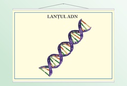 Lanțul ADN - 50x70