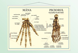 Mâna, piciorul - 70x100