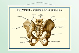 Pelvisul - 70x100