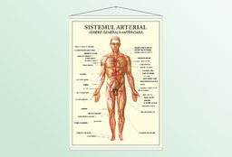 Sistemul arterial - vedere anterioară - 70x100