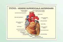 Inima - vedere anterioară - 70x100