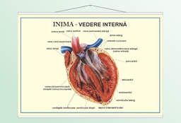 Inima - vedere internă - 70x100