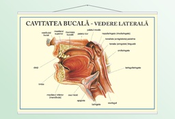 Cavitatea bucală - vedere laterală - 50x70