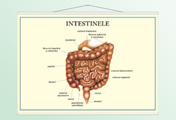 Intestinele - 50x70