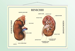 Rinichii - 50x70