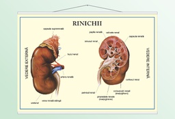 Rinichii - 70x100