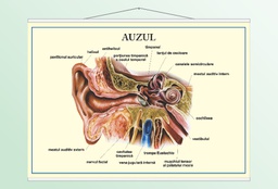 Auzul - 50x70