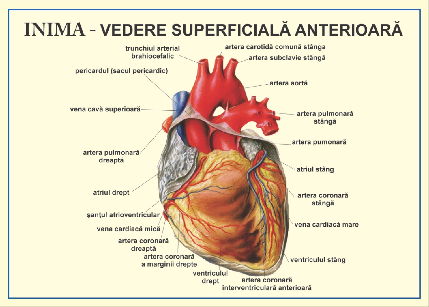 Sistem arterial, venos, limfatic