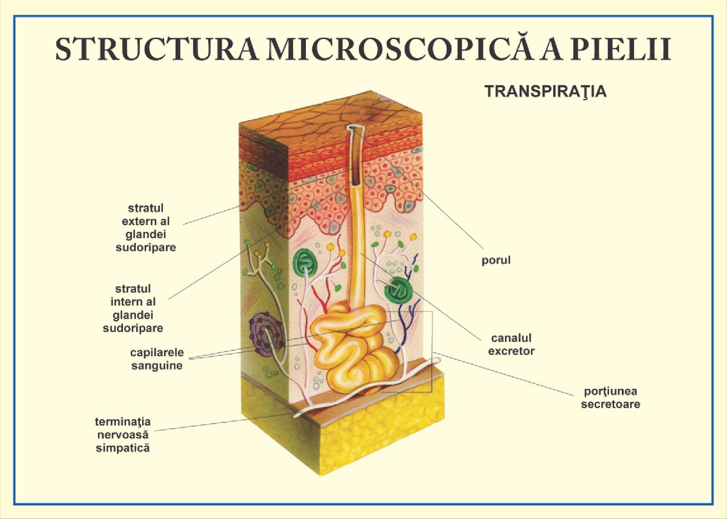 Structura microscopica a pielii - transpiratia