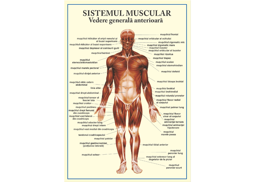 Sistemul muscular - prezentare gif